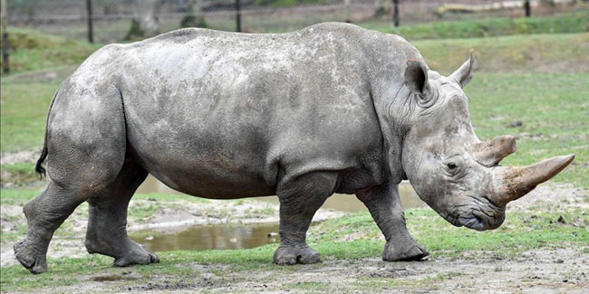 Подія 22 вересня - Всесвітній день носорога