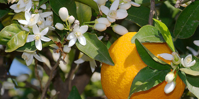 Подія 27 червня - Національний день цвітіння апельсина в США