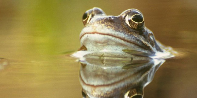 Подія 27 квітня - День порятунку жаб або День збереження жаб