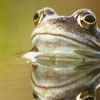 День порятунку жаб або День збереження жаб