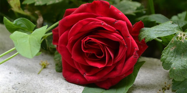 Подія 12 червня - День червоної троянди