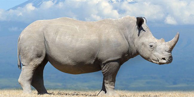 Подія 1 травня - День захисту носорога
