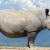 День захисту носорога