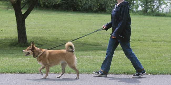 Подія 22 лютого - День прогулянки з собакою