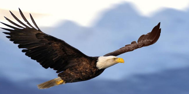 Подія 20 червня - День американського орла