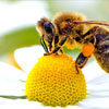 День «Не наступайте на бджіл»