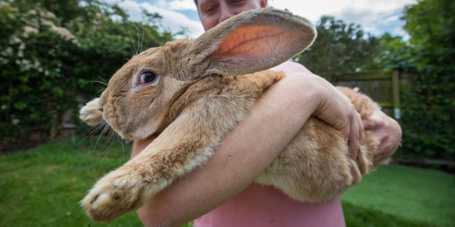 Подія 24 вересня - Міжнародний день кролика