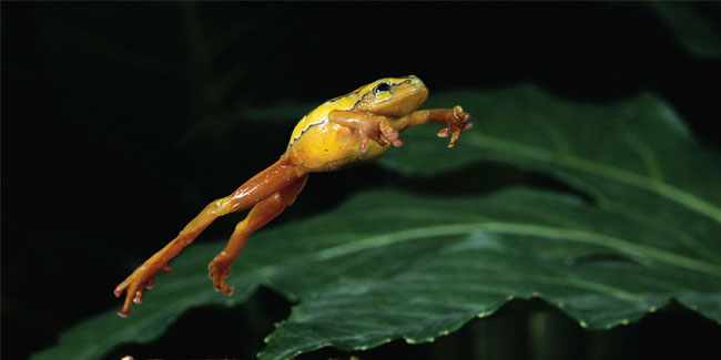 Подія 13 травня - День стрибка жаби