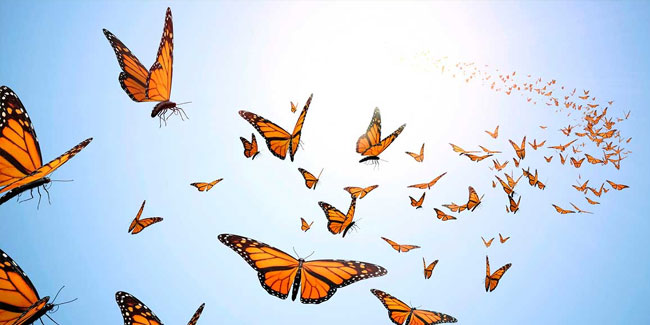 Подія 14 березня - День знань про метеликів
