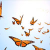 День знань про метеликів
