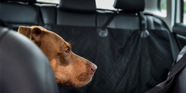 Подія 2 січня - Національний день безпеки подорожей домашніх тварин в США