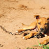 Тиждень «Майте співчуття до собак на ланцюзі»