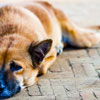 Національний день обізнаності про собак, що загубилися в США