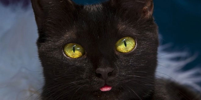 Подія 17 листопада - Національний день чорної кішки в США