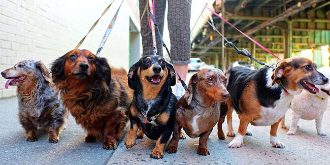 Подія 1 жовтня - Національний день вигулу собак в США