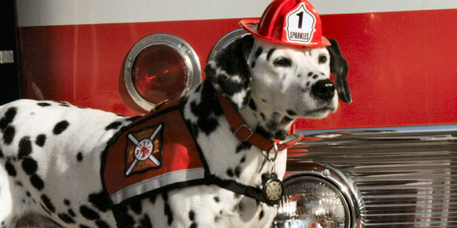Подія 1 жовтня - Національний день чотириногих співробітників пожежних служб в США