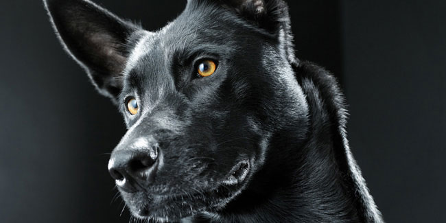 Подія 1 жовтня - Національний день чорної собаки в США