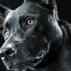 Національний день чорної собаки в США