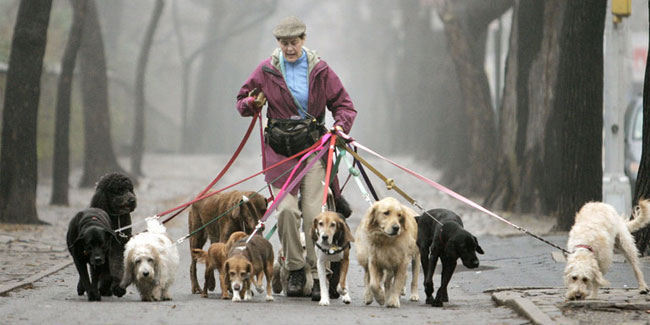 Подія 8 вересня - Національний день подяки людям, які допомагають вигулювати собак в США