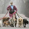 Національний день подяки людям, які допомагають вигулювати собак в США
