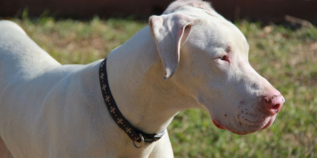 Подія 17 вересня - Національний тиждень обізнаності про глухоту у собак в США