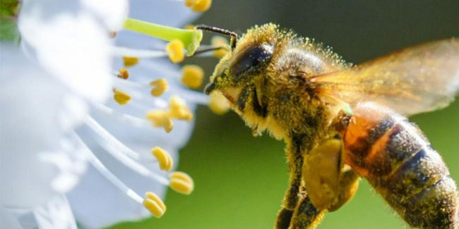 Подія 20 травня - Всесвітній день бджіл