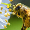 Всесвітній день бджіл