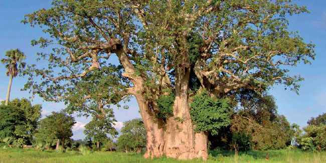 Подія 1 червня - Національний день дерев в Беніні