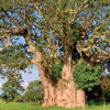 Національний день дерев в Беніні