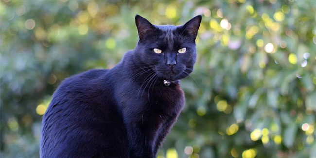 Подія 17 серпня - Міжнародний день чорного кота