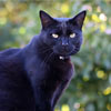 Міжнародний день чорного кота
