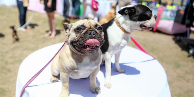 Подія 26 серпня - Міжнародний день собаки