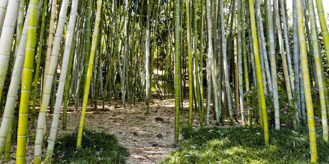Подія 18 вересня - Всесвітній день бамбука