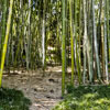 Всесвітній день бамбука