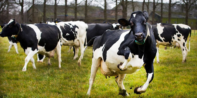 Подія 21 квітня - День корови, що танцює в Данії