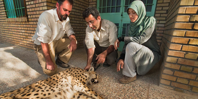 Подія 30 серпня - Національний день гепарда в Ірані