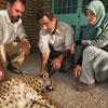 Національний день гепарда в Ірані