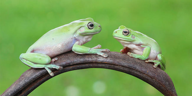 Подія 20 березня - Всесвітній день жаби