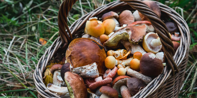 Подія 24 вересня - Європейський день грибів