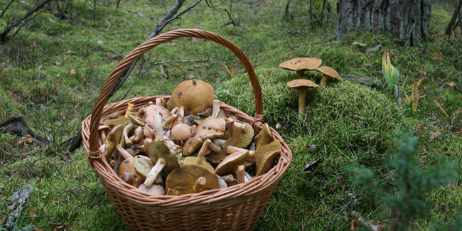 Подія 3 жовтня - День грибників