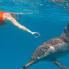 День купання з дикими дельфінами на Азорських островах