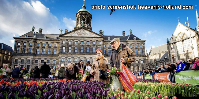 Подія 21 січня - Національний день тюльпанів у Нідерландах