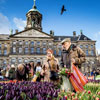 Національний день тюльпанів у Нідерландах
