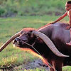 День охорони тайського буйвола