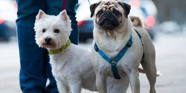 Подія 25 червня - День доброзичливості до собак в Ірландії
