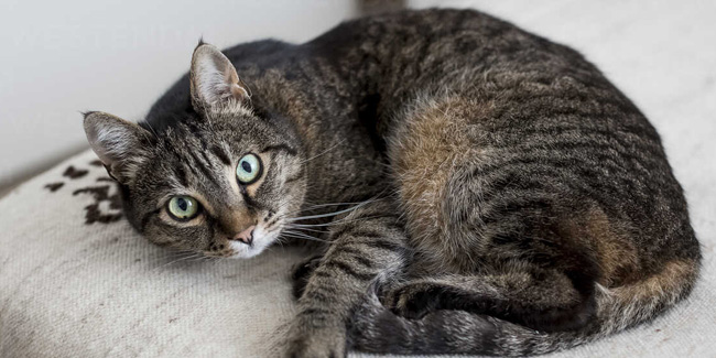 Подія 30 квітня - Національний день смугастого кота в США