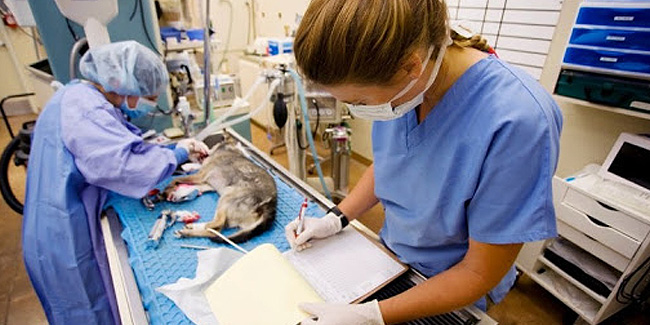 Подія 14 жовтня - Міжнародний день ветеринарної медсестри