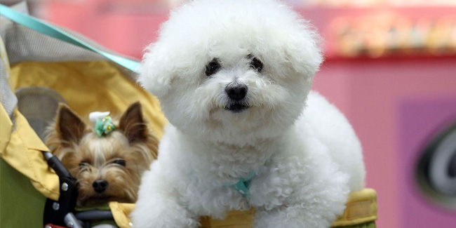 Подія 1 листопада - День собаки в Японії