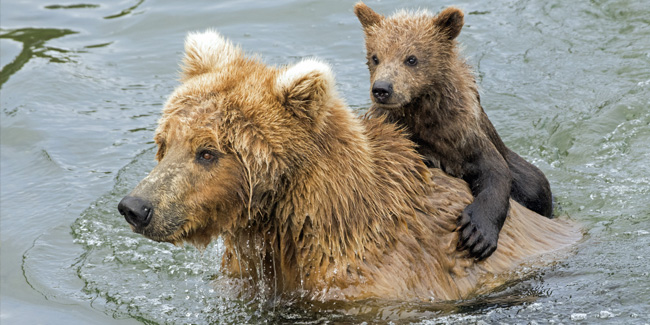 Подія 23 березня - Всесвітній день ведмедя