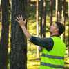 Національний день інженера лісового господарства в Чилі